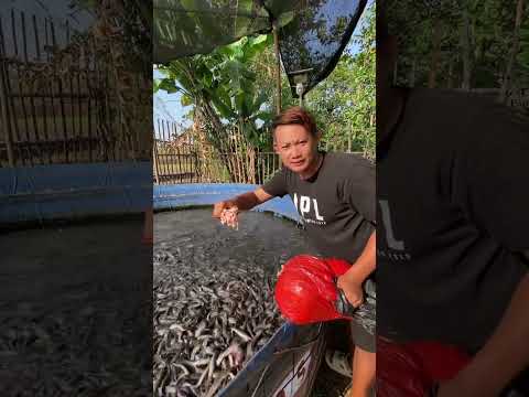 Budidaya ikan lele kolam terpal #kolamikan #hobbyikan #ikan