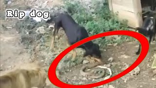 king cobra vs anjing galak