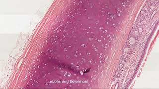 Practical Histology, English, Trachea