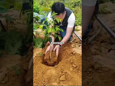“Le Secret Chinois Pour Cultiver des Mangues Sans Pépins !”