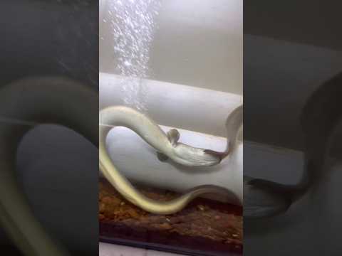 ഈ പണി ഞാൻ ചോദിച്ചു വാങ്ങിയതാണോ 💔😭💔| Eel fish attack to small fishes | #eelfish #fishfarming #shorts