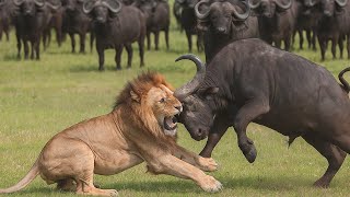 Buffalo Horn Sharp Weapon Miraculously Defeated Lion | New Animal Fights 2025