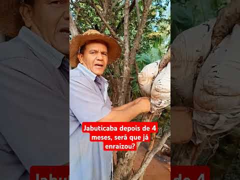 Alporquia na jabuticabeira #shorts #jabuticaba #plantas