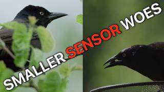 1 Inch vs APS-C: The Hidden Power of Smaller Sensors