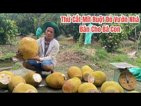 Cắt thử vài trái Mít Ruột Đỏ vườn nhà gởi bán cho bà con cô bác