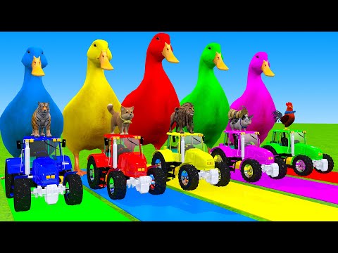 5 Giant Duck Cartoon,Cow,Elephant,Tiger,Lion,Gorilla, Paint Wild Animals Crossing Fountain Animation