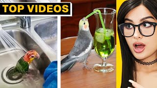 Fails So Bad I Had to Watch Twice | SSSniperWolf