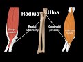 Forearm Anatomy and Ligament Functions