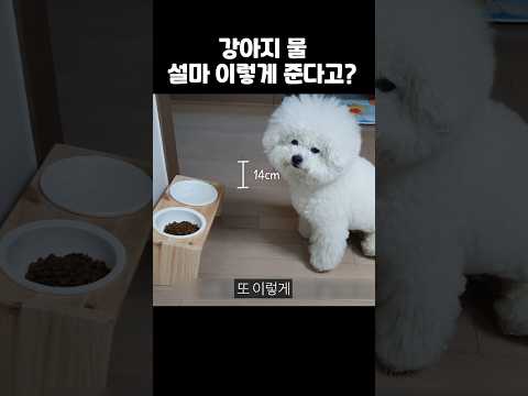 절대 쓰면 안되는 강아지용품 (거의 학대입니다)