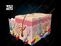 Exploring the Integumentary System: Skin Anatomy and Functions