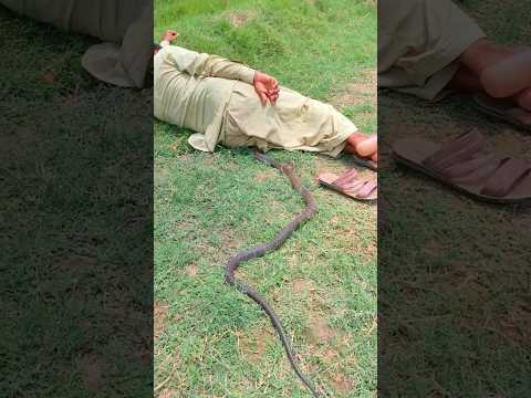 king Cobra Sanke short video naag Jogi