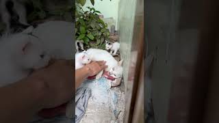 I saved a poor mother cat#viral #trending #cat