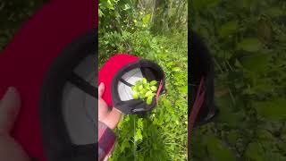KUMUHA AKONG AMPALAYANG LIGAW!MASARAP ITO #pugongbyahero