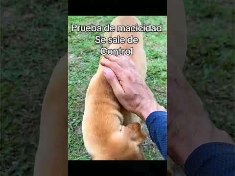 😂 Este perrito no deja que lo toquen 🐶💪 #Perrito #Mascotas #Humor #Divertido #tierno #macizo