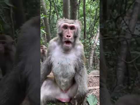 Cheeky Monkeys Doing the Funniest Things