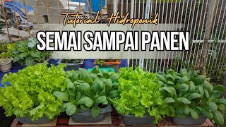 Cara Menanam Sayuran Hidroponik Sederhana 