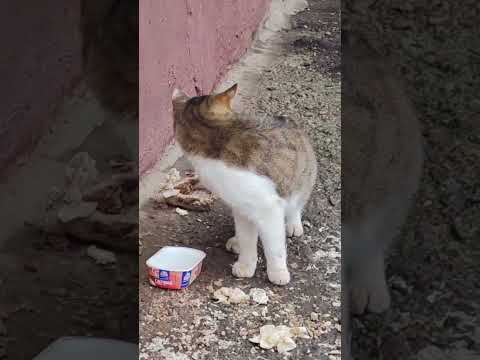 Кормлю уличного кота