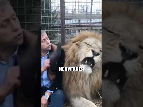 Мужчина усмиряет львов с помощью тапка! #животные #шортс