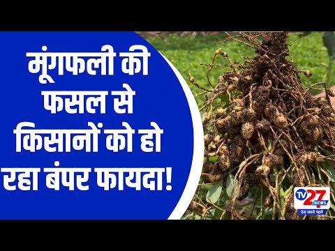 Peanut Farming: Groundnut की फसल से किसानों को हो रहा बंपर फायदा; अलग-अलग राज्यों से आ रहे लोग