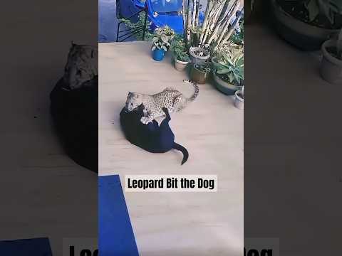 Poor Dog Escaped from Leopard
