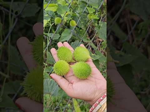 ఆకాకరకాయలు మా గార్డెన్ లో boda  kakara #spinygourd #mygarden #organicfarming #shorts #viralvideo