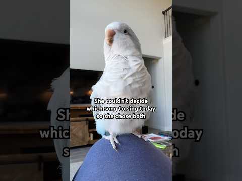 Just a typical Monday afternoon with Auggie ☺️ #auggie #quakerparrot #rescue #bird #baconpancakes