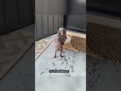 funny Dog compilation pt45 #amazingpets #dog #funnypuppy #funnydog #funny #adorabledog #funnypet