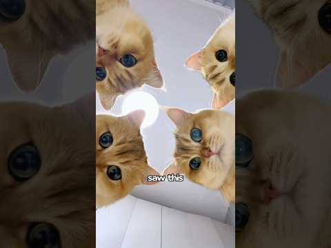 I need these cat fur products 🥰🥰❤️#animals #cat #cute #funny #funnyimages #shorts #shortvideo