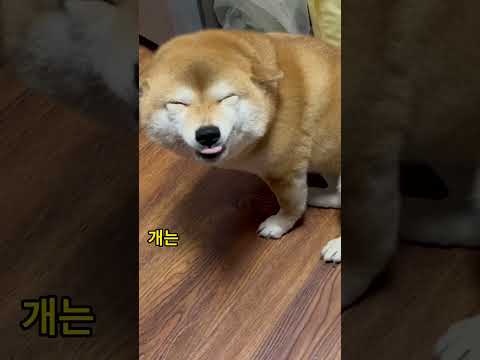 개는 웃어달라고 하면 귀엽게 웃는다