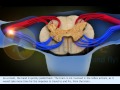 Understanding Reflex Actions and Reflex Arc