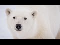 Polar Bear Coexistence Challenges and Solutions