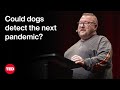 Disease Detection and Animal Scent Abilities