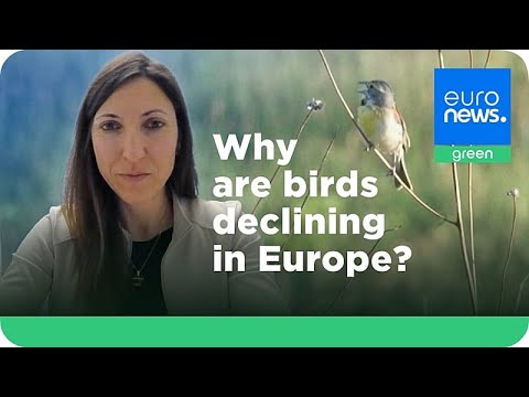 YouTube video thumbnail: Europe’s Disappearing Birds are a Symptom of a Broken Food and Farming System
