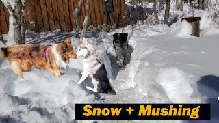 SNOW DOG: Husky Mushing, Puppies, Da Rat