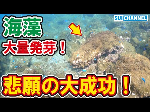 【祝】ついに海藻の大量発芽に成功したぞー！【手法確立！】