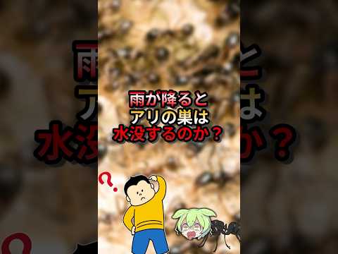 雨が降るとアリの巣は水没するのか？#ゆっくり解説 #ずんだもん #動物