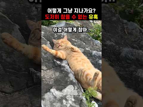우연히 길에서 발견한 고양이의 모습을 보고  도저히 그냥 지나칠 수 없었습니다.