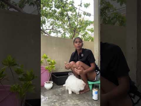 How to calm your cat while bathing 🧼 #cat #bathing #youtubeshorts