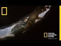 Mayfly Lifecycle and Ecosystem Impact
