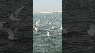 Meri photography talent ka ek example apke k liye. #rajsir #mrphotogenic #pfy  #kashi #banaras