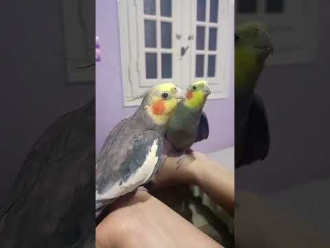 Cockatiel Songs and Sounds: A Melody of Nature #cute #funny#birds