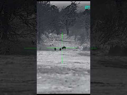 FERAL HOGS ARE TOUGH #boarhunt #thermal