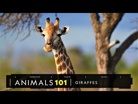 101動物教室：你所不知道的長頸鹿！《國家地理》雜誌 - YouTube