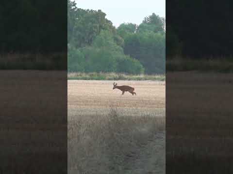 "Fast Shot, Big Win – Roe Deer Down!"#Sharpshooter#FastShot#QuickTrigger