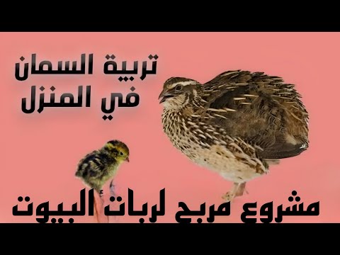 تربية طائر السمان في البيت 💰 مشروع مربح وسهل لربات البيوت .