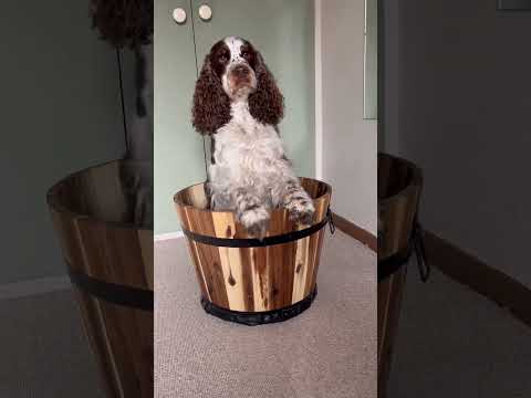 Bonnie and Simba Hide in a Bucket