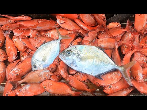 Jackpot sa mapupulang isda gamit ang sabiki  fishing