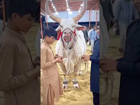 agi qurbani agi qurbani