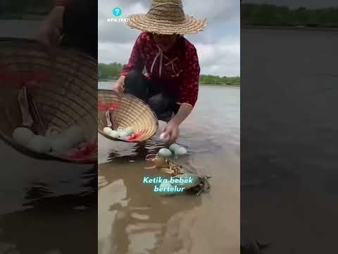 Kenapa orang ini membuang telur bebek ke dalam air?
