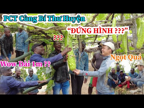 Công Giáp || PCT Cùng Bí Thư Huyện " Đứng Hình " Trước Giàn Củ Quả " Độc Lạ", Lần Đầu Tiên Nhìn Thấy